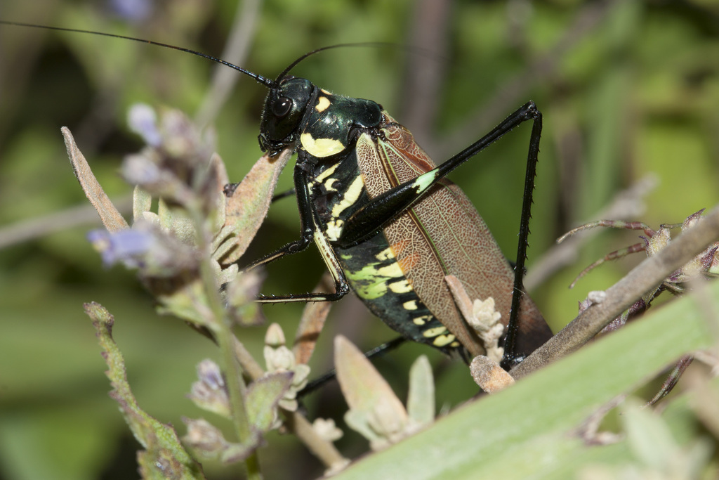 Scaphura elegans