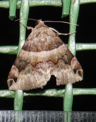 Dysgonia angularis