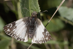 Heliopetes omrina