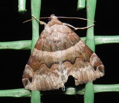 Dysgonia angularis