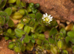 Cerastium semidecandrum