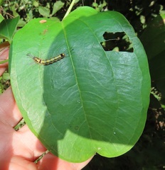 Smilax anceps