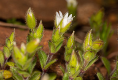 Cerastium semidecandrum