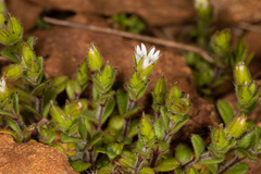 Cerastium semidecandrum