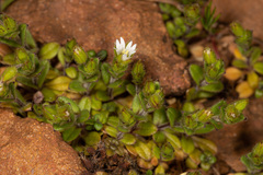 Cerastium semidecandrum