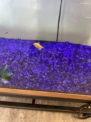 Gymnocorymbus ternetzi