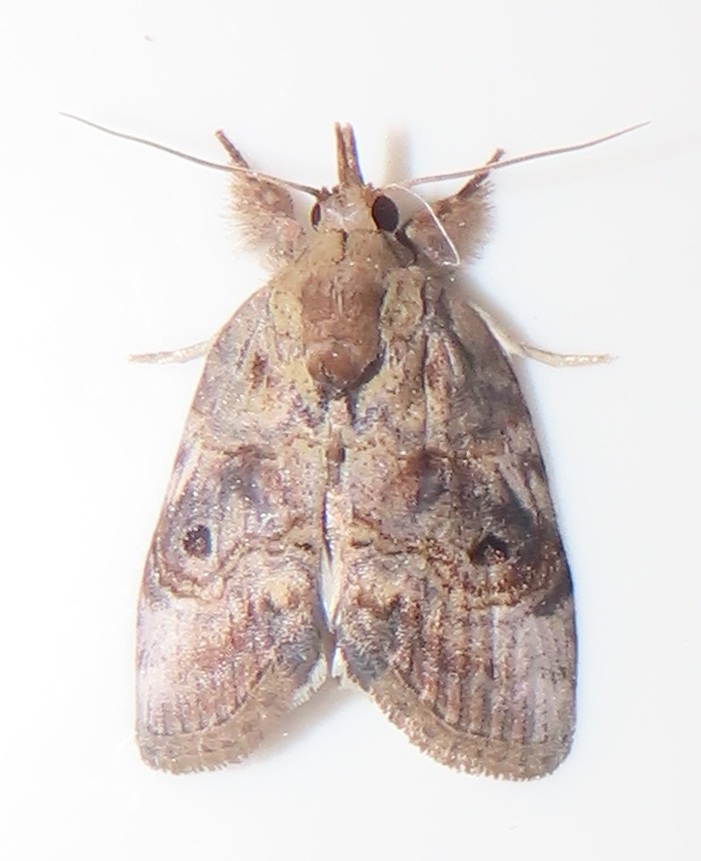 Tufted Moths