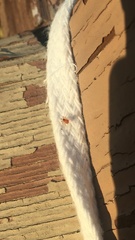 Thymoites unimaculatus