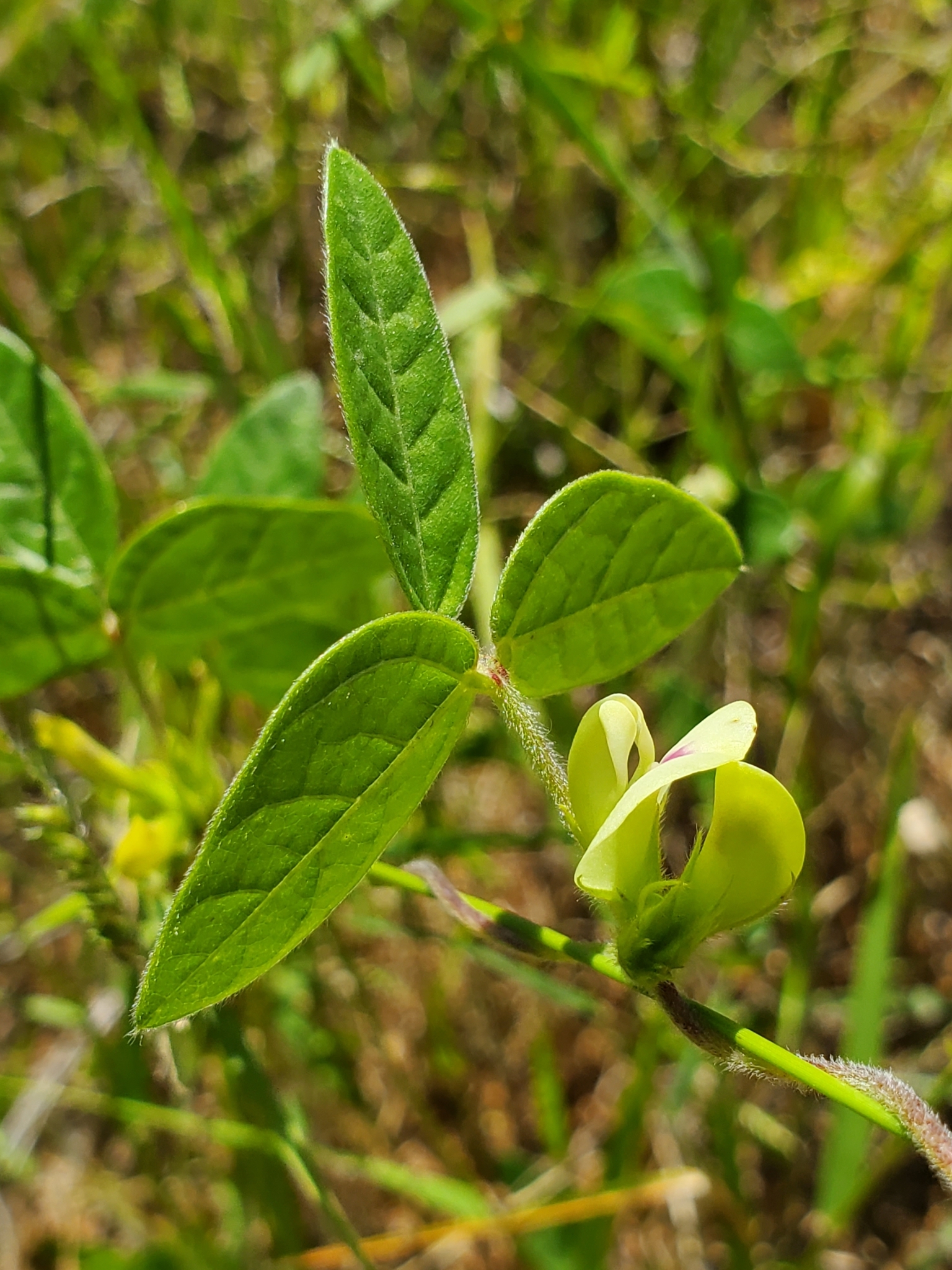 Macrotyloma axillare