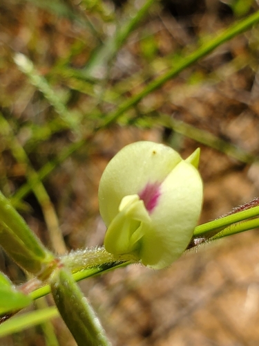 Macrotyloma axillare