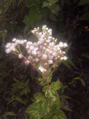 Ageratina riparia