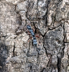 Platythyrea schultzei