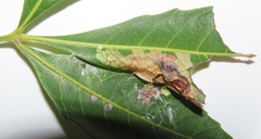 Allophylus natalensis