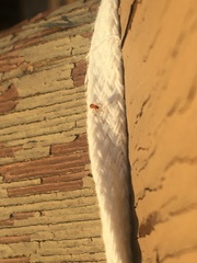 Thymoites unimaculatus