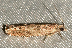 Pseudexentera mali