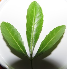 Allophylus natalensis