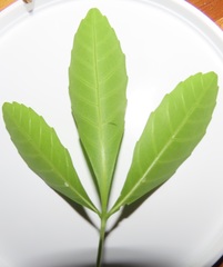 Allophylus natalensis