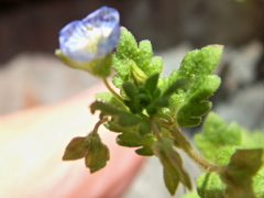 Veronica persica