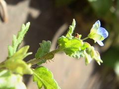 Veronica persica
