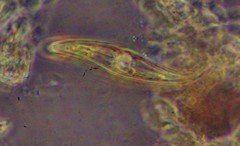Gyrosigma acuminatum