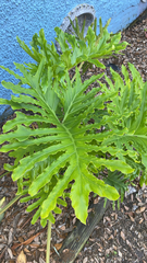 Thaumatophyllum bipinnatifidum