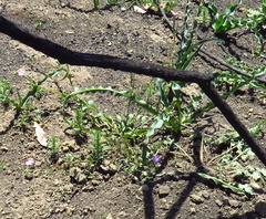 Calandrinia breweri