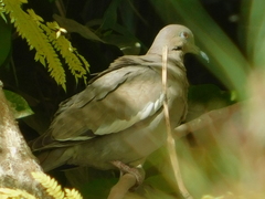 Zenaida asiatica