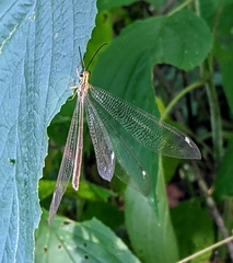 Banyutus lethalis