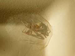 Cheiracanthium mildei