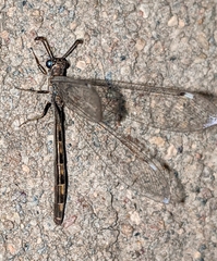 Myrmeleontoidea