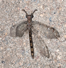 Myrmeleontoidea