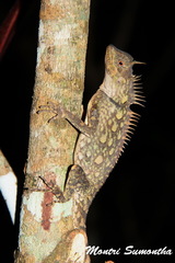 Acanthosaura armata