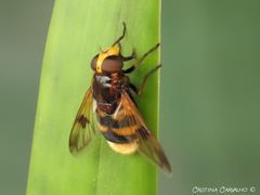 Volucella elegans