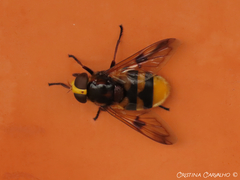 Volucella elegans