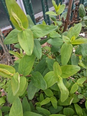 Hypericum hircinum