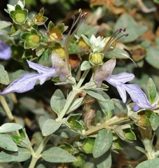 Teucrium fruticans