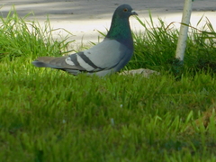 Columba livia