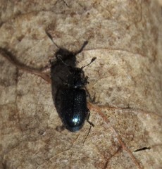 Necrobia violacea