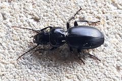 Pterostichus globosus