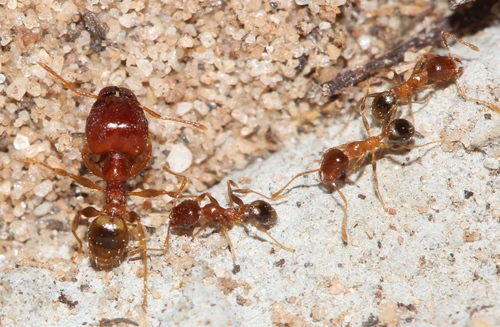 African Big-headed Ant