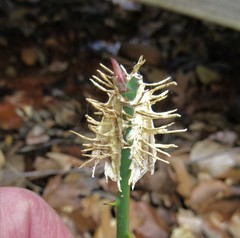 Akanthomyces aculeatus