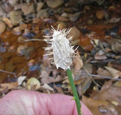 Akanthomyces aculeatus