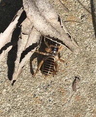 Ammopelmatus pictus