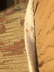 Thymoites unimaculatus