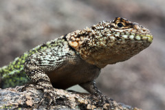 Tropidurus spinulosus