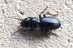 Pterostichus globosus