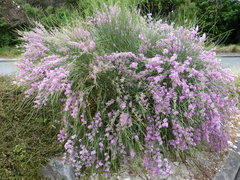 Carmichaelia glabrescens