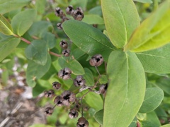 Hypericum hircinum