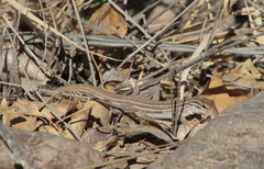 Aspidoscelis exsanguis