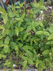 Hypericum hircinum